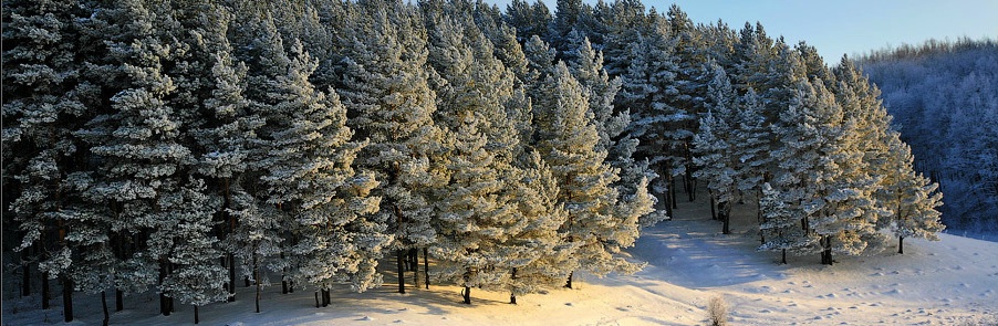Зимний лес